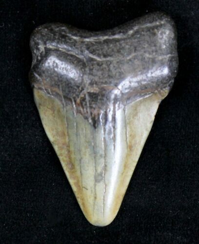Bargain Juvenile Megalodon Tooth #19394